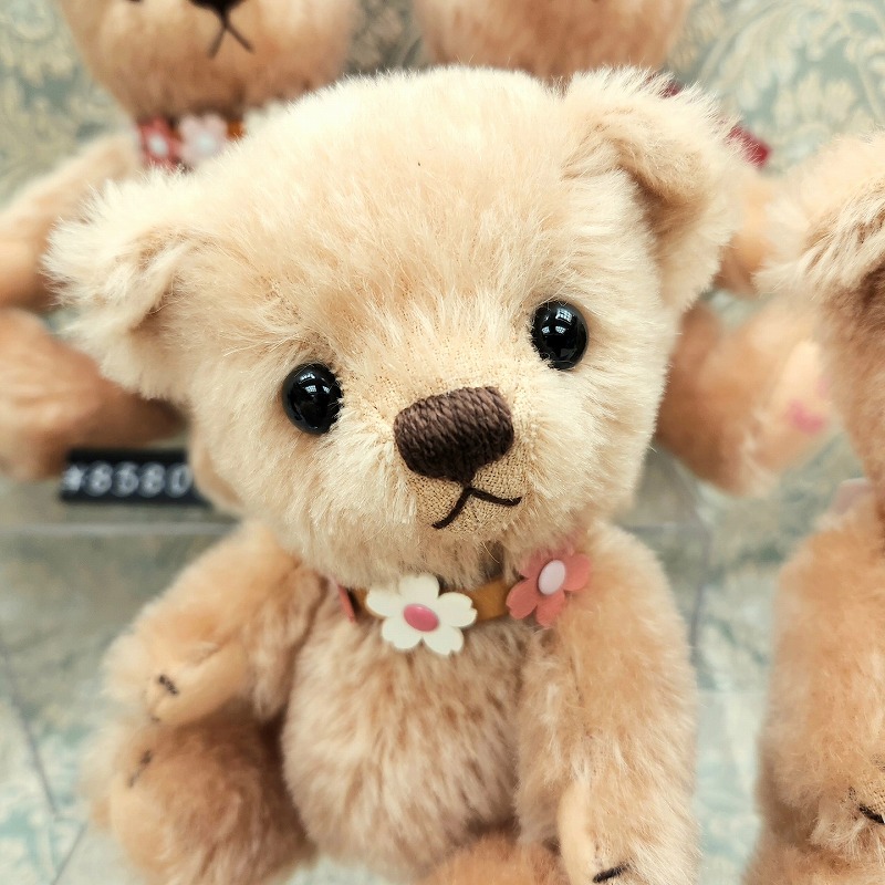 teddy-Photo015