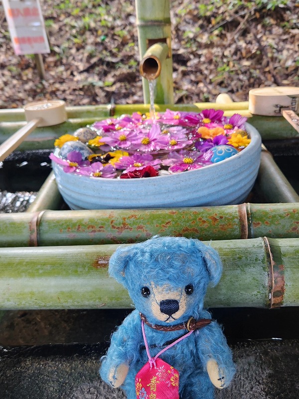 teddy-Photo062